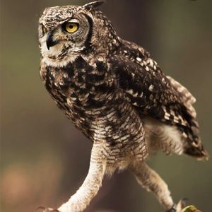 Meet your Posher, Annika